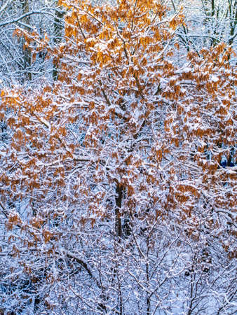 Winter snow covered bush view. Winter snow scene. Snow covered bush branches in winter. Winter snow buch.の写真素材