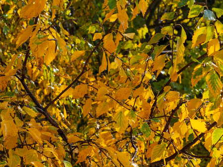 White fall birch trees with autumn leaves in backgroundの写真素材