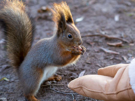 Winter squirrel eats a nut from a female hand. Eurasian red squirrel, Sciurus vulgaris.の写真素材