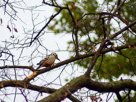 Great spotted Woodpecker perched on a birch branch photographed horizontallyの写真素材