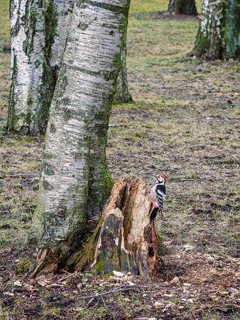 Great Spotted Woodpecker on a tree stump.の写真素材