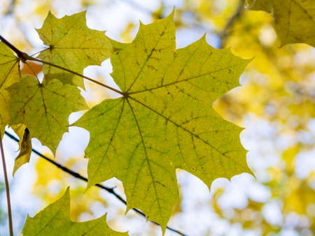 red yellow fall maple leafs illuminated by sun natural backgroundの写真素材