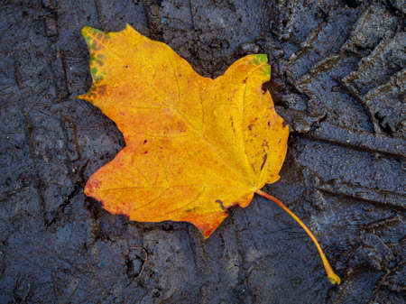 an image of single fallen leaf on groundの写真素材