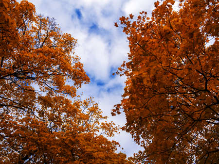 The warm autumn sun shining through the golden canopy of tall beech treesの写真素材