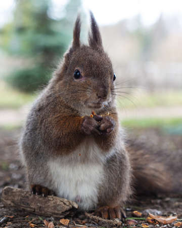 Gray fluffy squirrel gnaws a nut in the fall.の写真素材