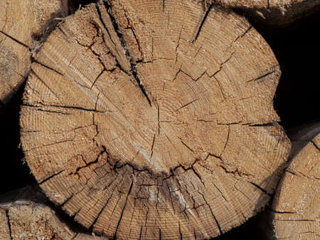 Old tree stump texture. Cross-section of the old treeの写真素材