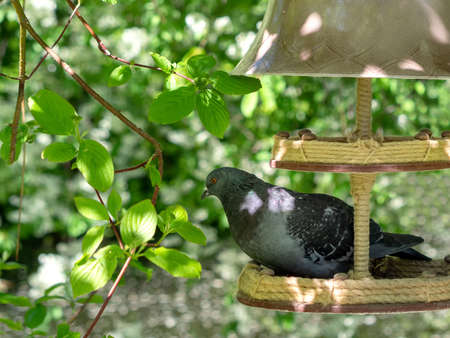 Beautiful pigeon bird standing on grassの写真素材