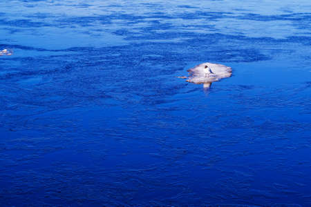 Young bird of Slaty-backed gull on the drift ice in winter sea,の写真素材