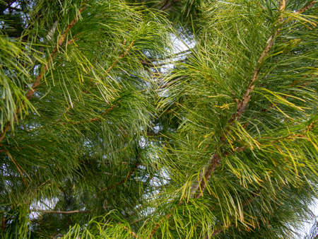 Close-up view of three small cedar cones on a coniferous branchの写真素材