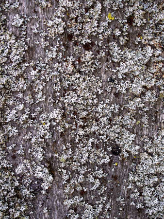 Natural wooden background, fence boards on them grows mossの写真素材