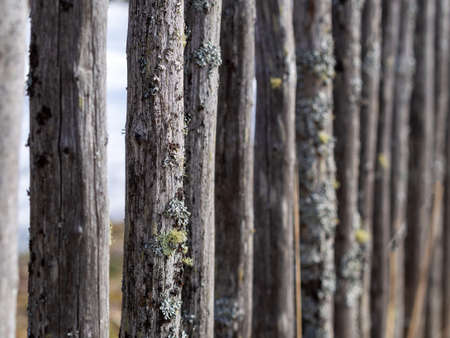 Old fence made of wooden planks, in the style of rustic, grunge, old fashion, worn gray-green color with nailsの写真素材