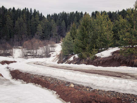 road in winter green forestの写真素材