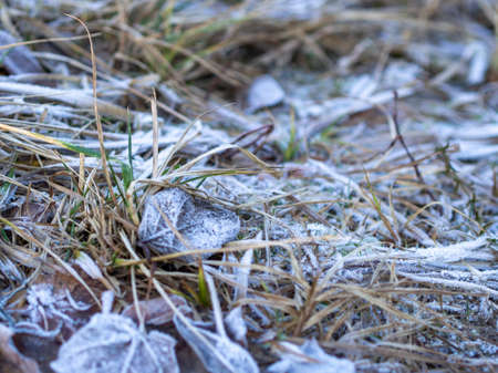 Macro green grass and leaves of plants from frost /の写真素材