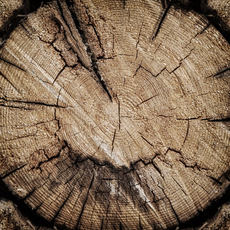 Old tree stump texture. Cross-section of the old treeの写真素材