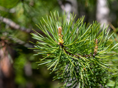 Closeup photo of green needle pine tree on the right side of picture. Small pine cones at the end of branches. Blurred pine needles in backgroundの写真素材
