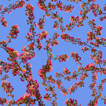 Apple blossom branch of flowers cherry. Traditional ornate spring flowers sakura pattern seamless. White flower buds on a tree. Sacura collage artistic illustration.の写真素材