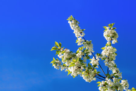 Branch with white blooming apple flowers on the background of the clear blue sky under bright sunlight - spring floral background. Tones correction. Soft focus processingの写真素材