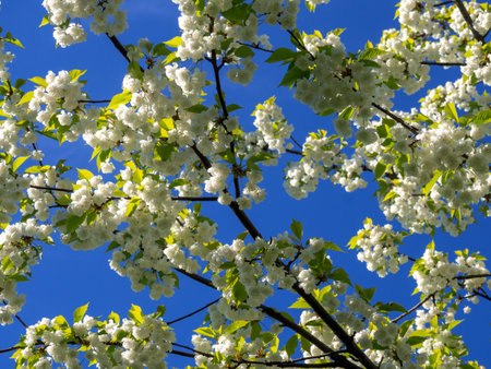 Branch with white blooming apple flowers on the background of the clear blue sky under bright sunlight - spring floral background. Tones correction. Soft focus processingの写真素材