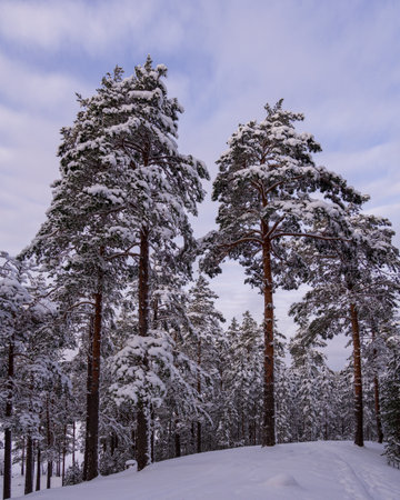 Winter background - fluffy pine branches covered with snow against the sky, bottom view upの写真素材