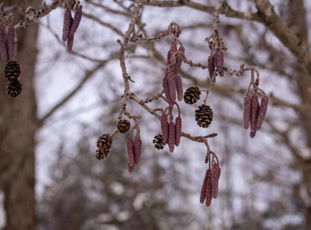 Catkins and seed on the alder tree (Alnus Mill.) In springの写真素材