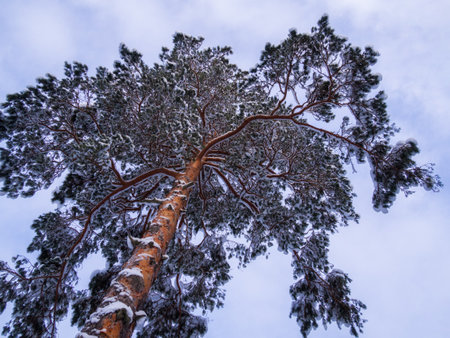 Winter background - fluffy pine branches covered with snow against the sky, bottom view upの写真素材