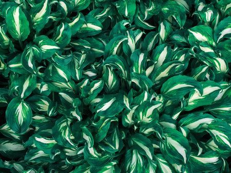 Hosta plant leaves. Natural green background. Large leaves of a garden plant. Genus of perennial herbaceous plants of the family Green.の写真素材