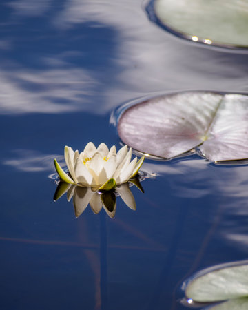 white lily floating on a blue waterの写真素材