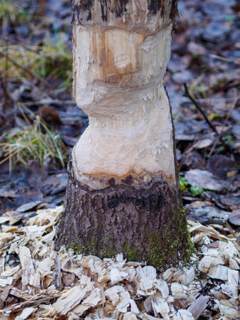 Beavers building a dam in a river in the middle of forest. Macro shot of a large linden tree stump is the woods, chewed by beavers in early autumn. Sawdust is all around the tree.の写真素材