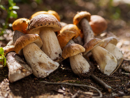 Collected porcini mushrooms on the ground. Pile of porcini mushroomsの写真素材
