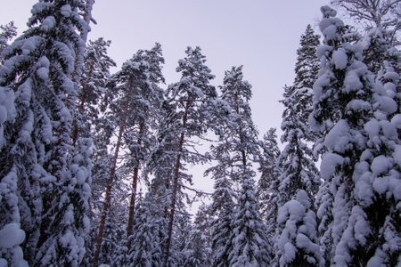 Forest after a heavy snowfall. Winter ponamramny landscape. Morning in the winter forest with freshly fallen snowの写真素材