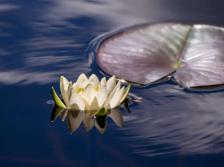white lily floating on a blue waterの写真素材