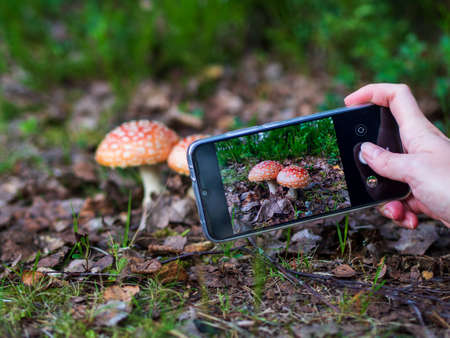 A woman is filming a fly agaric on her phone.の写真素材