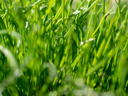 Green grass background texture. Field of fresh green grass texture as a background, top view, horizontal. Artificial green grass texture for background.の写真素材
