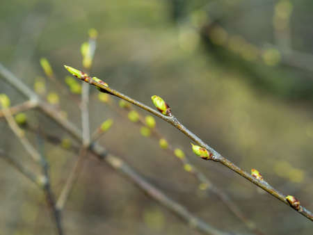 the first spring gentle leaves, buds and branches macro backgroundの写真素材
