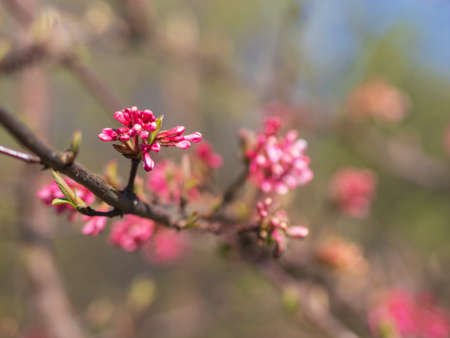 Red spring flowers with blurred backgroundの写真素材