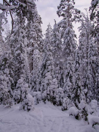 Forest after a heavy snowfall. Winter ponamramny landscape. Morning in the winter forest with freshly fallen snowの写真素材