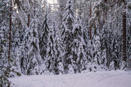 Forest after a heavy snowfall. Winter ponamramny landscape. Morning in the winter forest with freshly fallen snowの写真素材