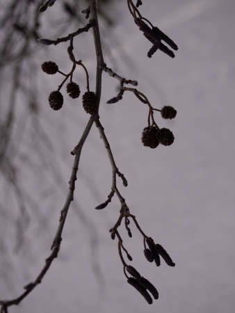 Catkins and seed on the alder tree (Alnus Mill.) In springの写真素材