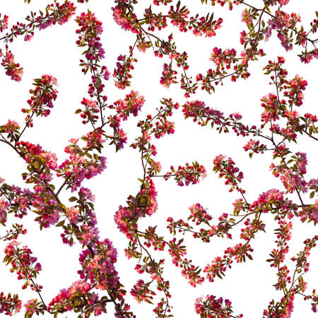 Apple blossom branch of flowers cherry. Traditional ornate spring flowers sakura pattern seamless. White flower buds on a tree. Sacura collage artistic illustration.の写真素材