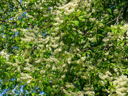 Branch with white blooming apple flowers on the background of the clear blue sky under bright sunlight - spring floral background. Tones correction. Soft focus processingの写真素材