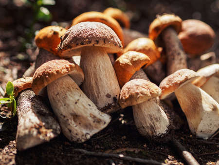 Collected porcini mushrooms on the ground. Pile of porcini mushroomsの写真素材