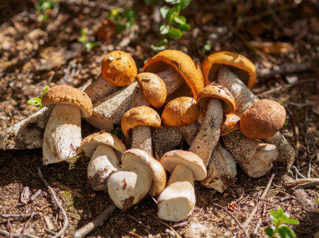 Collected porcini mushrooms on the ground. Pile of porcini mushroomsの写真素材