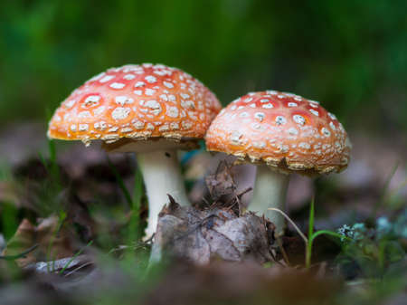 Fly-agaric in a forest, closeup photoの写真素材