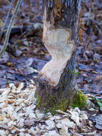 Beavers building a dam in a river in the middle of forest. Macro shot of a large linden tree stump is the woods, chewed by beavers in early autumn. Sawdust is all around the tree.の写真素材
