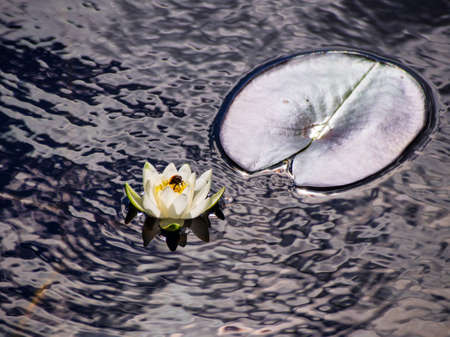 bee pollinating white and pink lotus flower on waterの写真素材