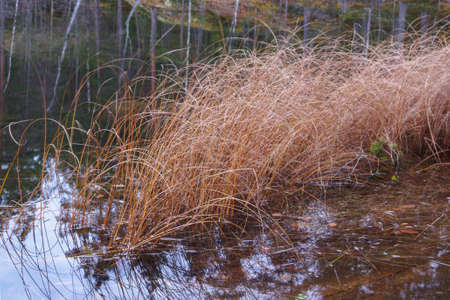 dry grass on the lake in spring, wildlife near the lake or riverの写真素材