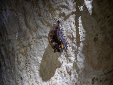 Sleeping hanging bat in cave covered with dewの写真素材