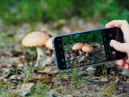 A woman is filming a fly agaric on her phone.の写真素材
