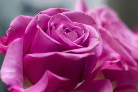 Pink Rose Flower with shallow depth of field and focus the center of rose flowerの写真素材