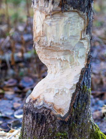 Beavers building a dam in a river in the middle of forest. Macro shot of a large linden tree stump is the woods, chewed by beavers in early autumn. Sawdust is all around the tree.の写真素材